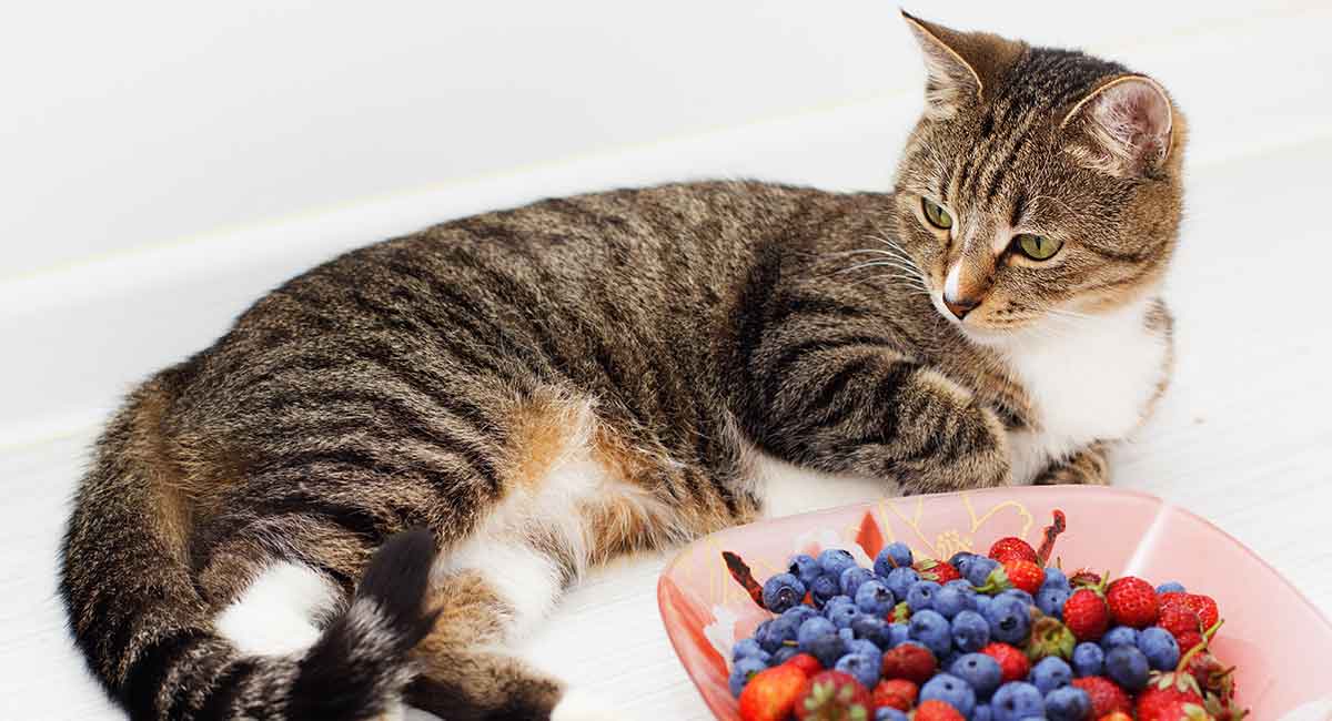 can cats eat fruit