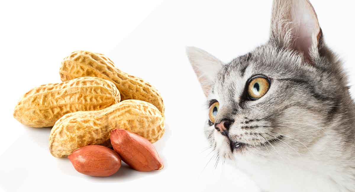 Can cats eat peanuts