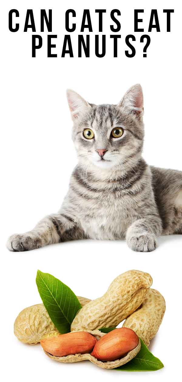 Can cats eat peanuts 