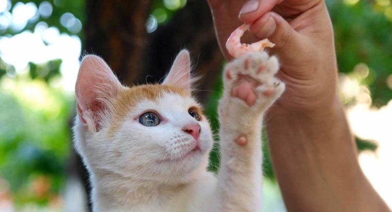 can cats eat shrimp
