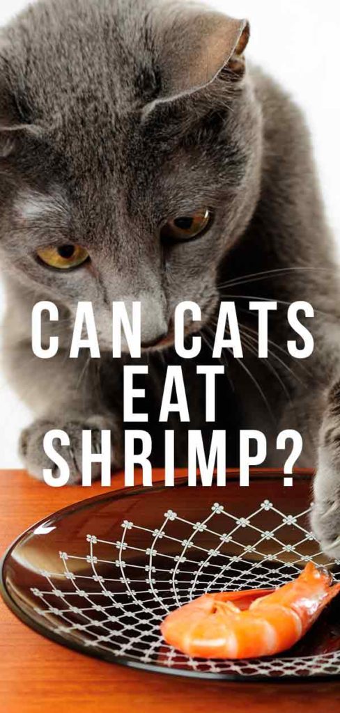 Can Cats Eat Shrimp Catwiki