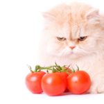 Can cats eat tomatoes