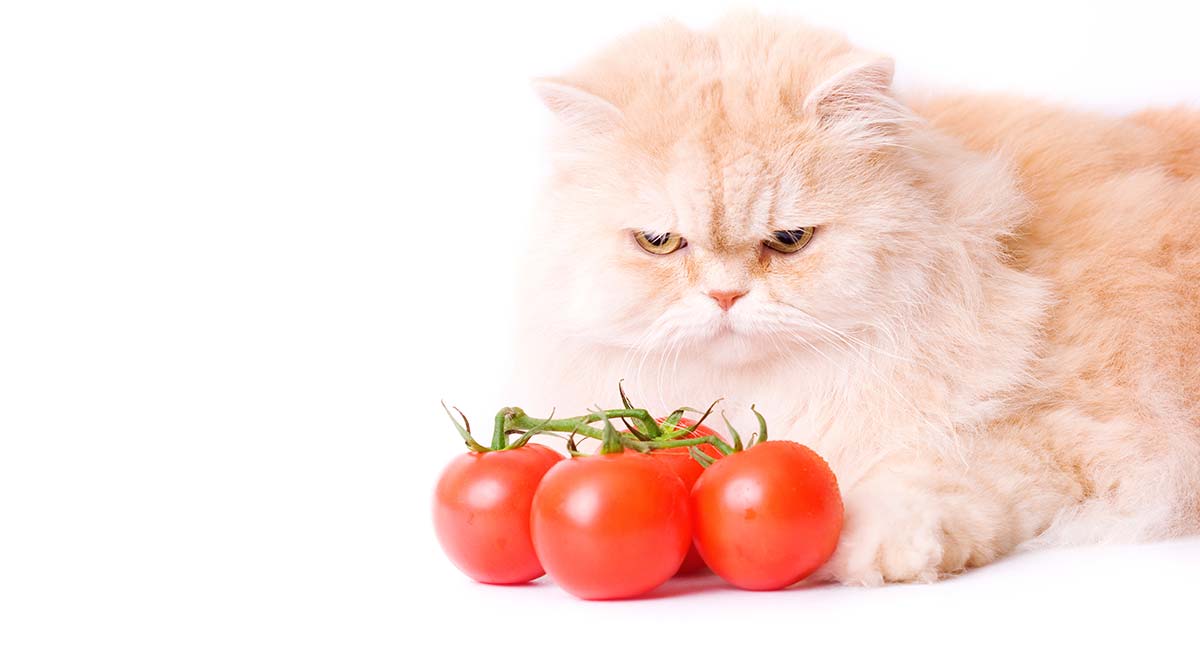 Can Cats Eat Tomatoes Or Should They Be Left In The Salad ...