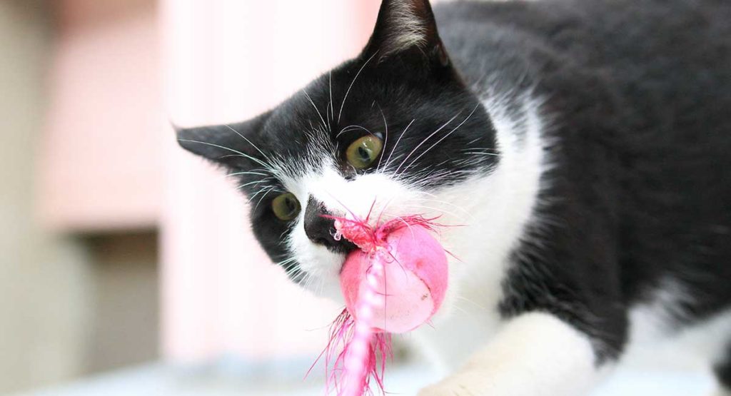 Cat Chew Toys The Top Toys For Cats That Love To Gnaw
