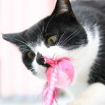 cat chew toys