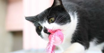 cat chew toys