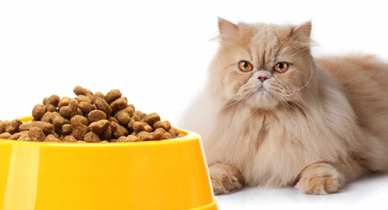 feeding a persian cat