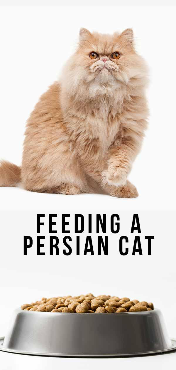 feeding a persian cat