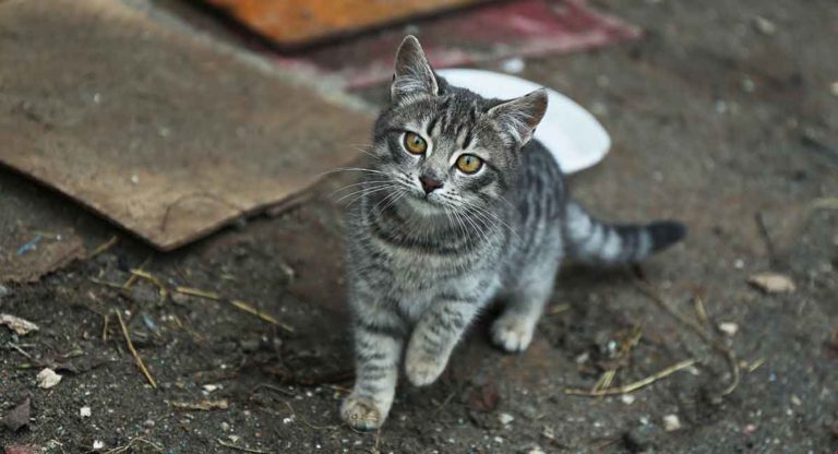 feral cat