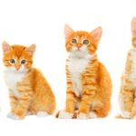 when do cats stop growing