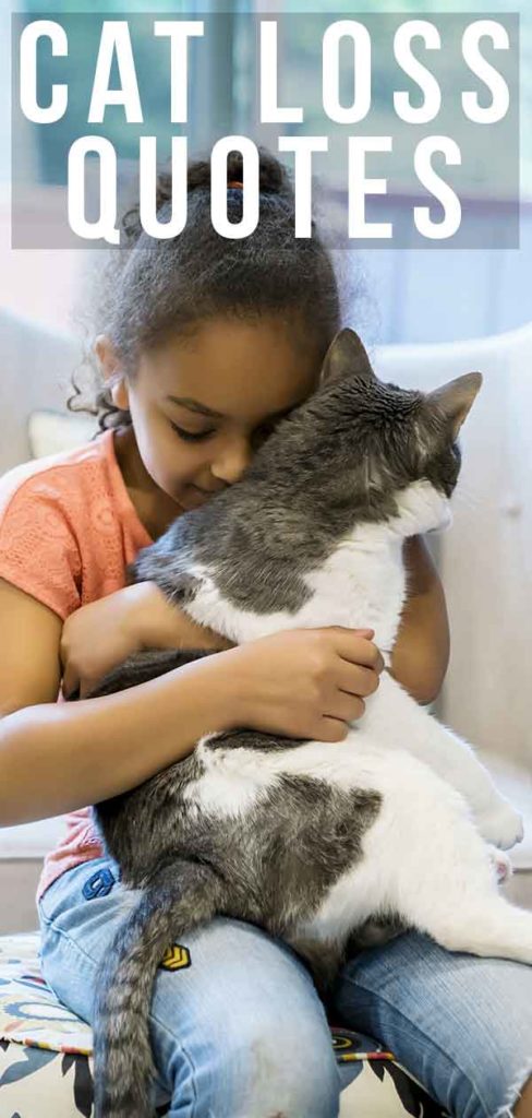 Cat Died Quotes Soakploaty cat-died-quotes-soakploaty