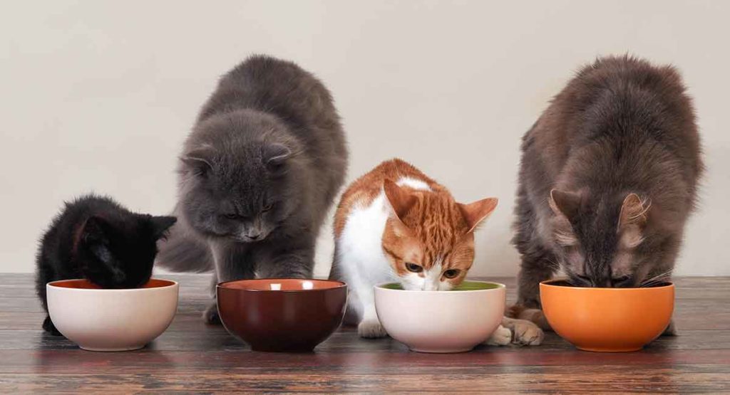 How Much To Feed A Cat - Your Complete Feeding Guide