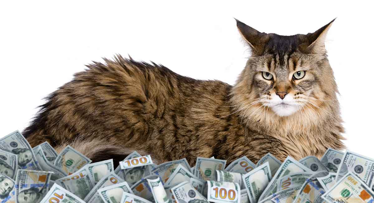 average cost of a maine coon cat