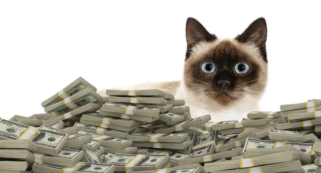 How Much Does A Cat Cost The Price of Buying and Keeping a Cat