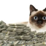 How much does a cat cost