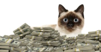 How much does a cat cost