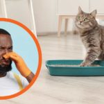 cat litter box