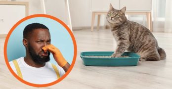 Wepet 2 Layer Honeycomb Large Cat Litter Mat Premium Kitty Box Trapping Sifting Pads Waterproof Urine Repellent Scatter Activity Play Scratching Nap To Keep Floor Corner Carpet Clean Best For Grumpy Amazon Ca Pet Supplies