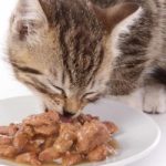 best wet cat food