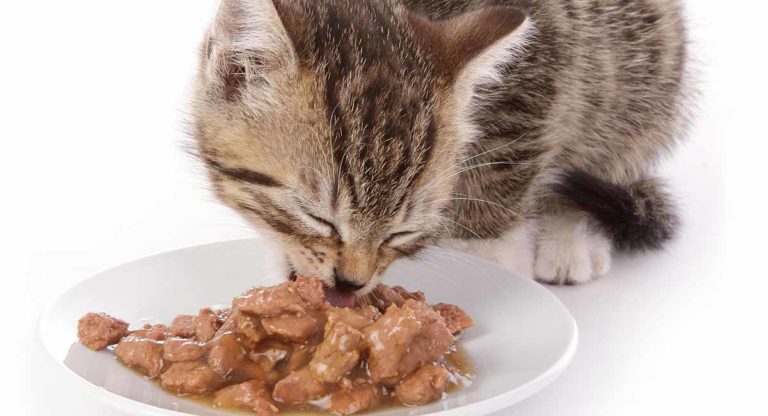 best wet cat food
