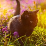 black cat quotes