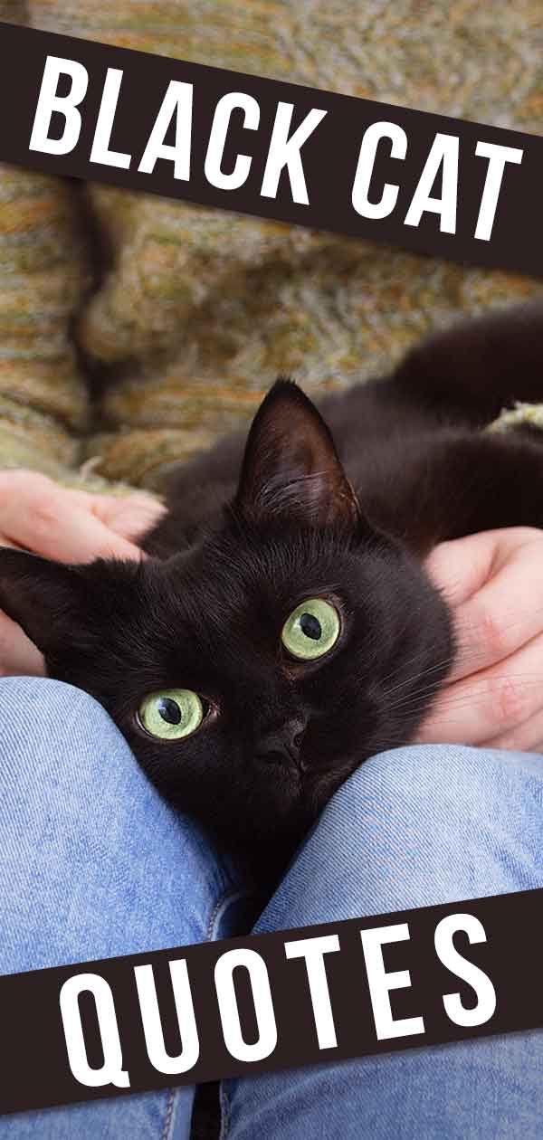 Black Cat Quotes Over 30 Magical Quotes And Sayings For Black Cats