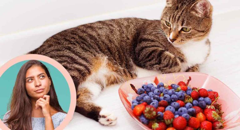 can cats eat blueberries
