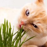 can cats eat catnip