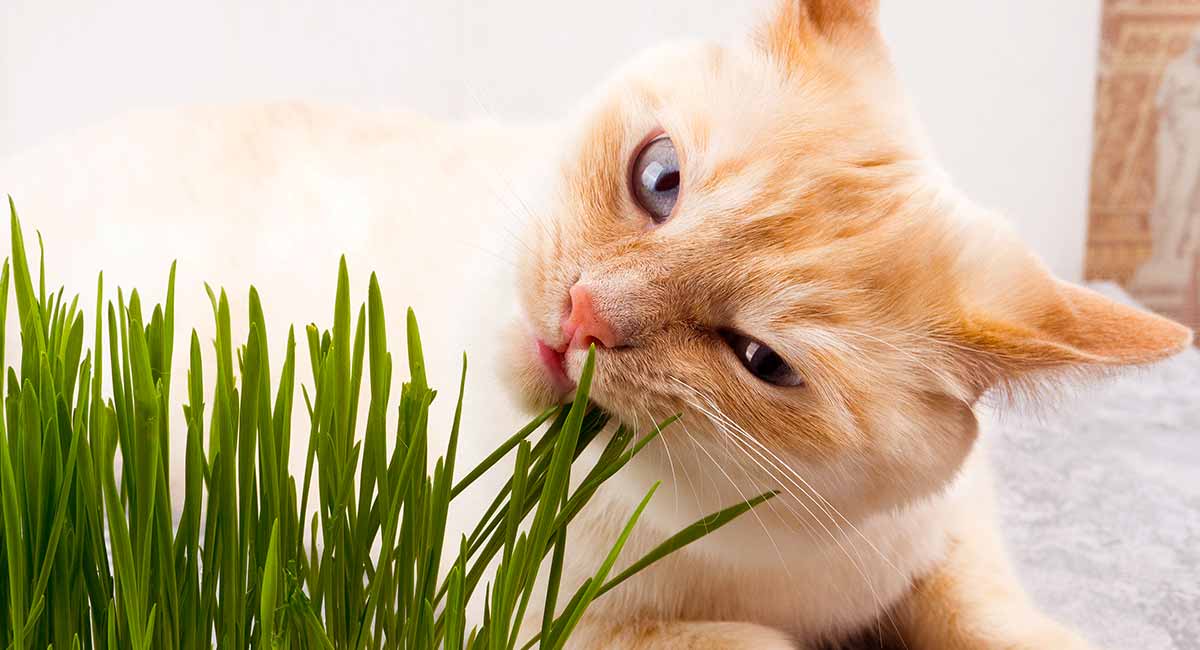 les chats peuvent-ils manger de l'herbe à chat