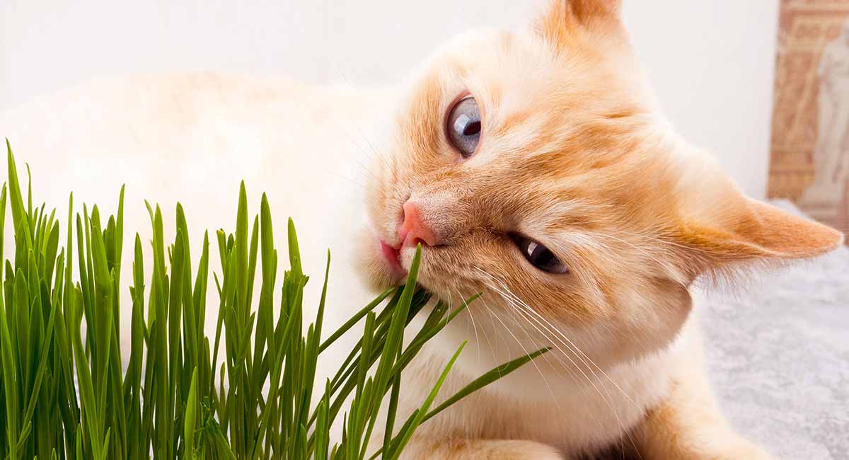 Can Cats Eat Catnip A Complete Guide To Catnip Pros And Cons