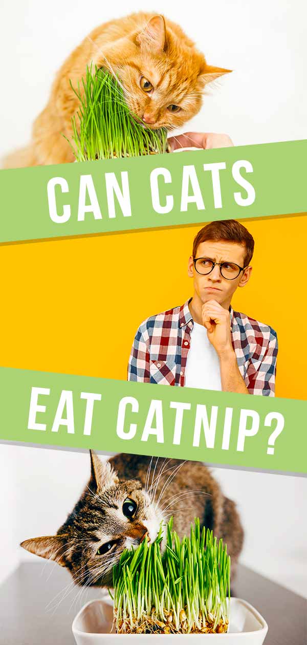 Can Cats Eat Catnip - A Complete Guide to Catnip Pros and Cons