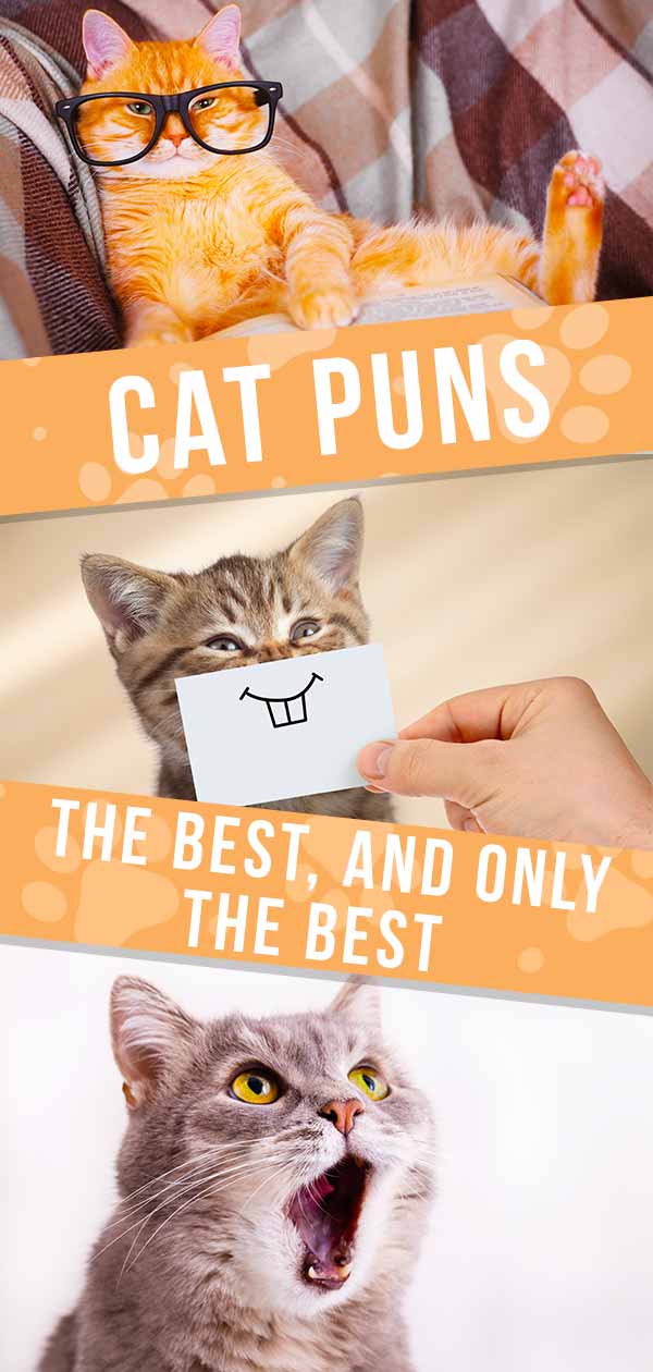 Cat Puns Find The Purrfect Cat Pun For Any Occasion