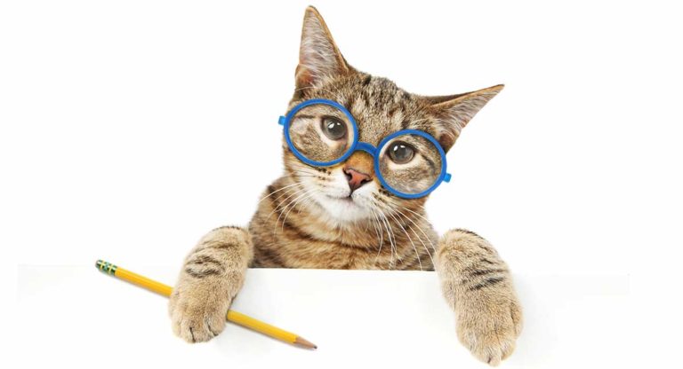how smart are cats
