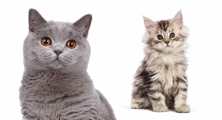 how to introduce a cat to a kitten