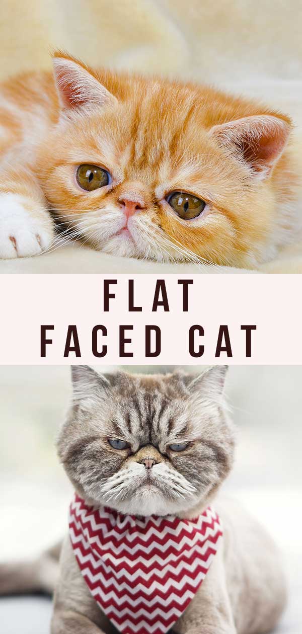 flat face cat