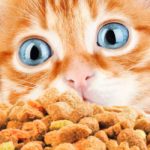 Best Dry Kitten Food - Discover The Best Dry Food For Kittens