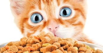 can a kitten eat dry food