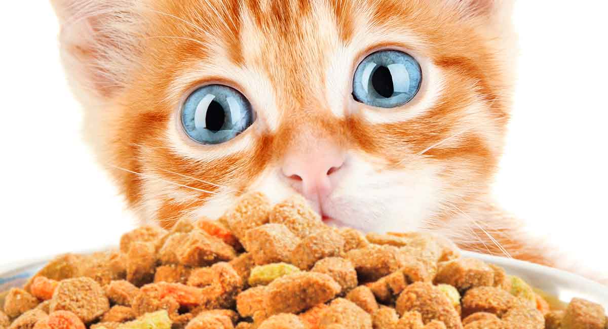 Best Dry Kitten Food - Discover The Best Dry Food For Kittens