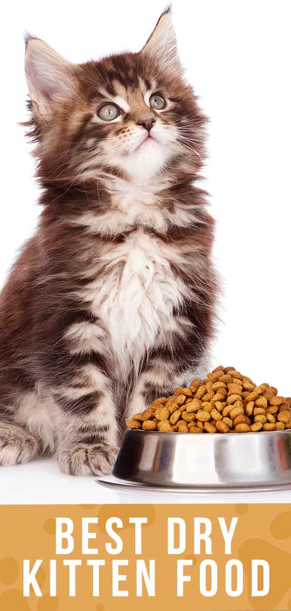 Best Dry Kitten Food - Discover The Best Dry Food For Kittens