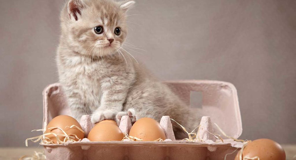 can cats eat eggs