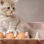 can cats eat eggs