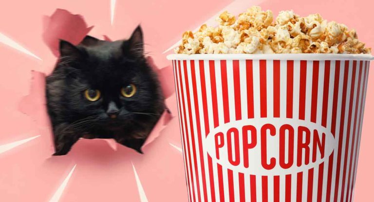 can cats eat popcorn