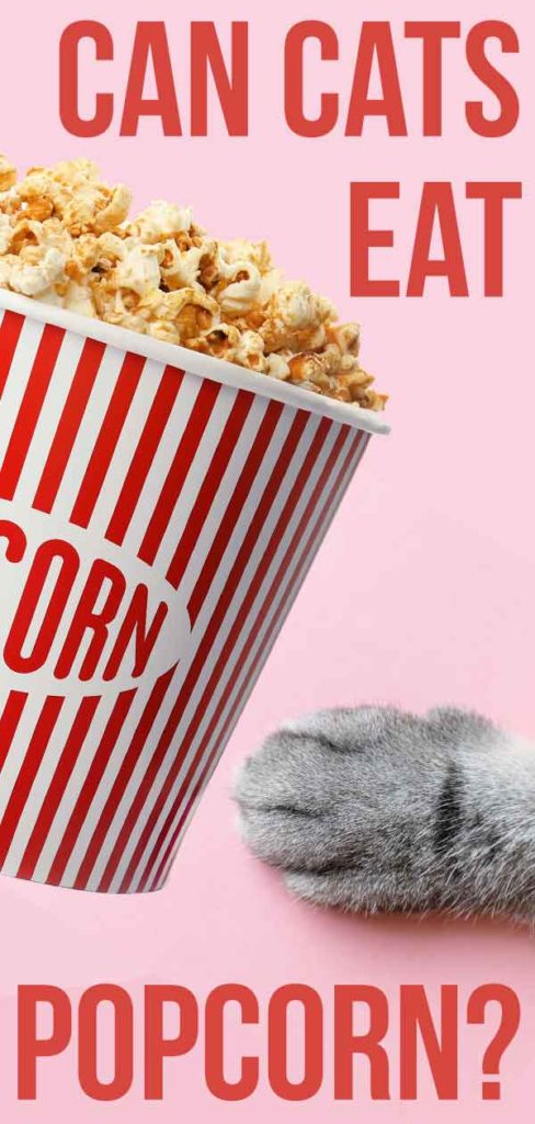 Can Cats Eat Popcorn, Or Should This Snack Be Avoided?