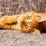 Cat Quotes