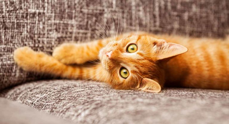 Cat Quotes