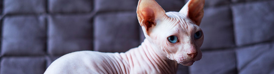bambino cat looking worried