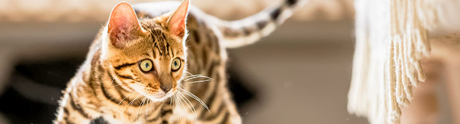 bengal cat