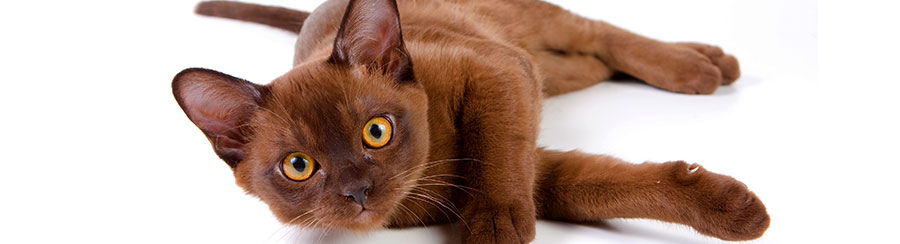 burmese cat laying down