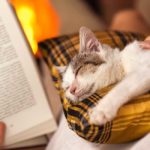 cat books