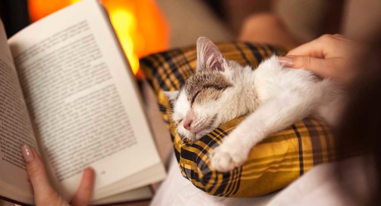 cat books